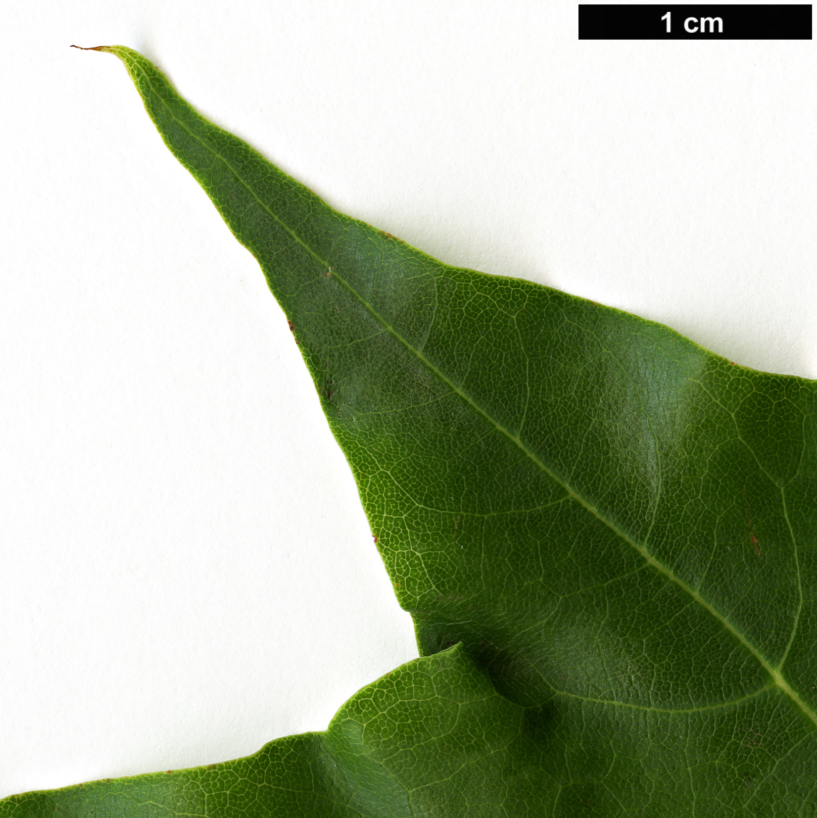 High resolution image: Family: Sapindaceae - Genus: Acer - Taxon: cappadocicum - SpeciesSub: var. sinicum